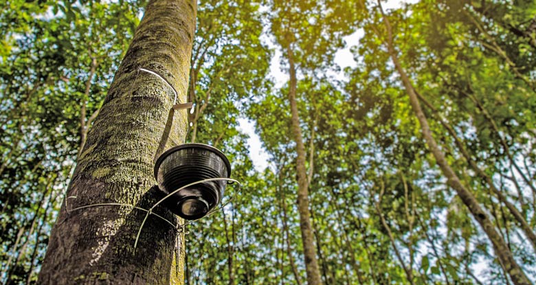 Rubber Manufacturing in Southeast Asia, an Introduction Part 1: Thailand and Indonesia